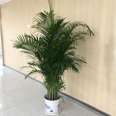 盆栽散尾葵 商品图 4